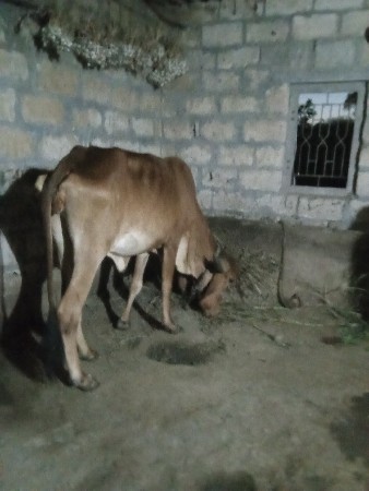 વાછડી વેચવાની છે