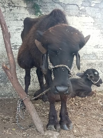 પોરબંદર જિલ્લો સે વેચવાના છે એક 5