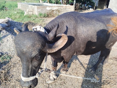ગાય અને ભેંસ બેય વેચવાના છે