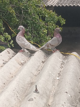 kabutar devana se