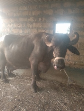 ભેસ વેચવાની છે