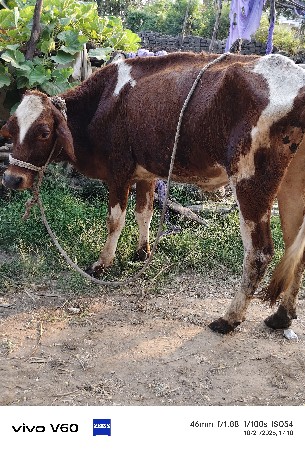 2 hf હોડકી