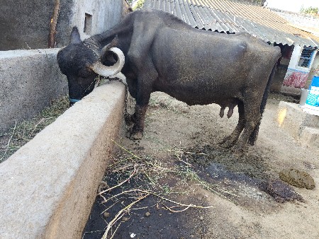પાસાભાય