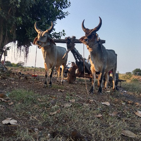 ગોઢલા વેચવાના છે