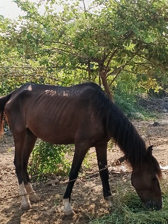 ઘોડી વેચવાની છે ચાલુ થાણ ની છે
