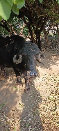2  ભેંસ વેસવાની છે