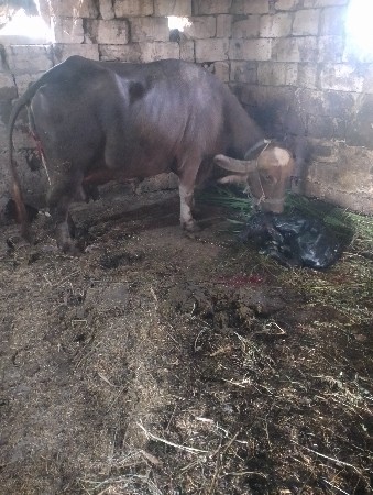 ભેંસ વેચવાની છે