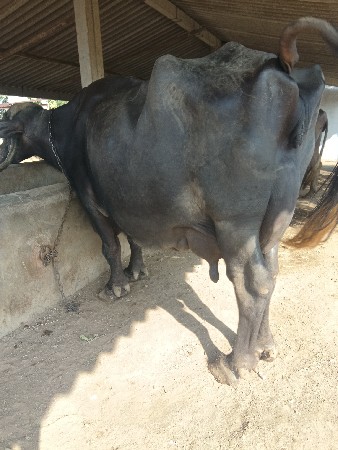 ભેસ