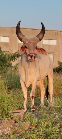 આનાજૈવો વાસડો હોય તો લેવો છે