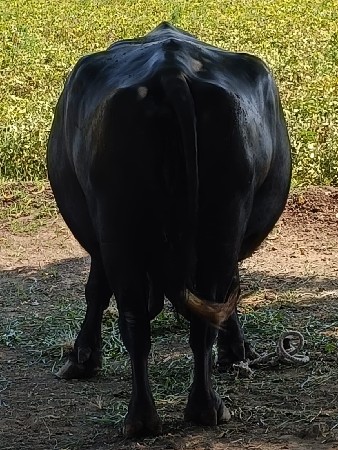 ભેંસ વેચવાની છે.3.જુવેતર