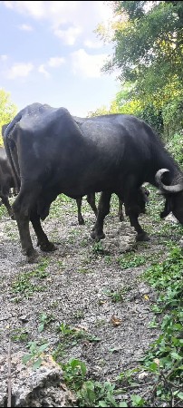 ભેસુ વેશવાનીછેતનભેસુધાભણયુછે