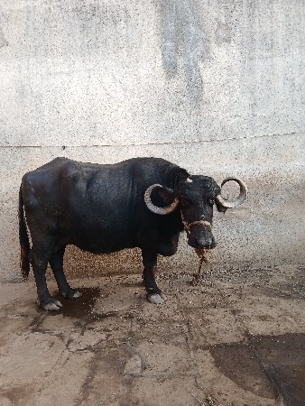 ભેશ વેચવાની છે