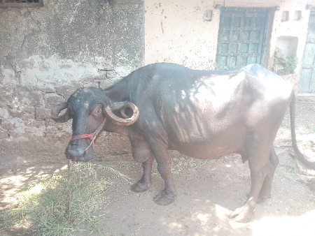 ૪ વેતર ૮ દિવશ ની કાચી છે
