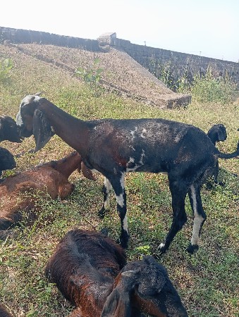 ૫ બકરી વેચવાની છે.