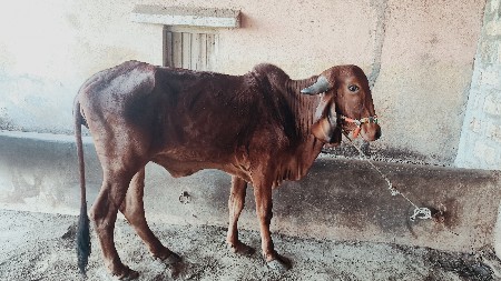 ગીર ગાય ની હોડકી