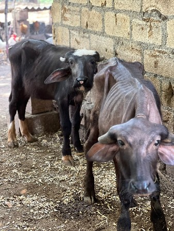 પાડા