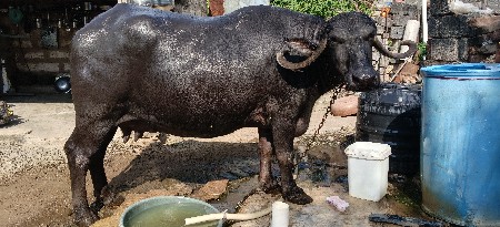 ભેંસ વેસવાનીસે