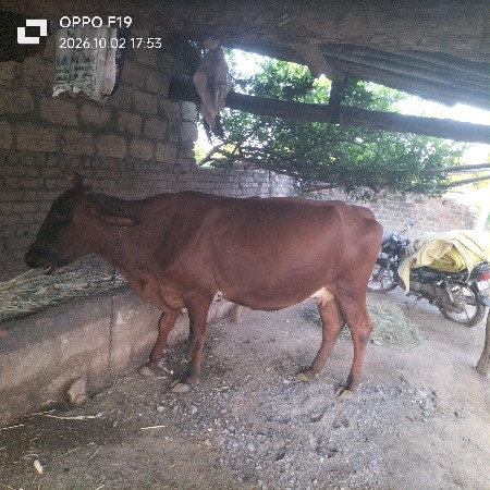 ગાય વેચવાની છે