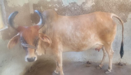 ગાય વેચવાની છે