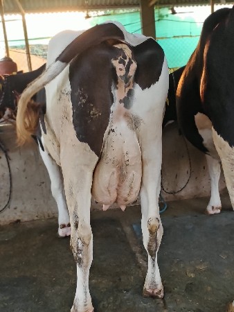 વેચવાની છે