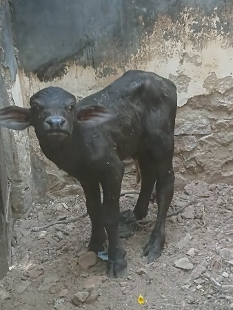 પાડૉ