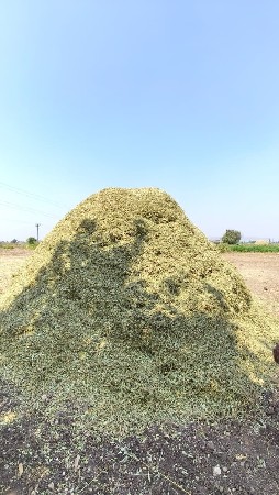 પાલો માંડવી જીવીશ