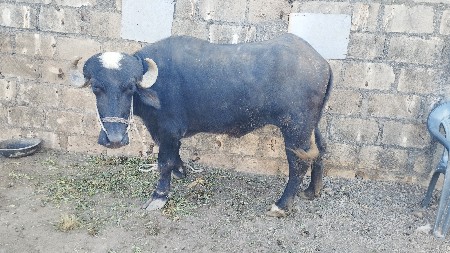 ખડાઇ વેચવાની છે 3.8.મહિનાની