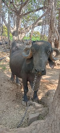 ભેંસ વેસવા ની સે