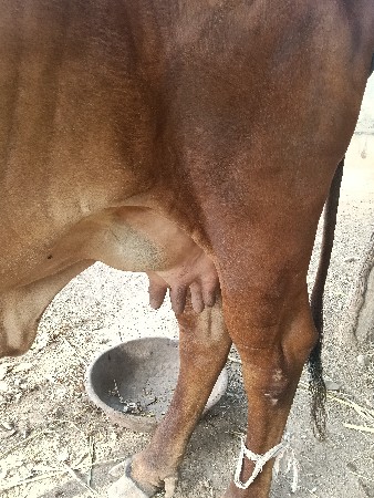 ગાય વેચવાની છે