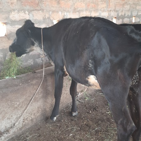 જસી