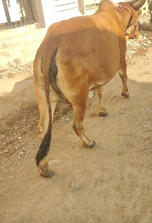 ગાય વેચવાની છે