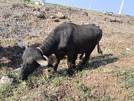 પાડા સામુ સા તા પાડવા ના છે