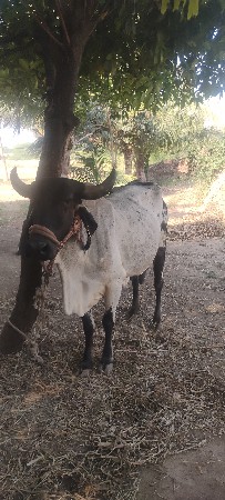 gaay ne vachidi  bey vechvana