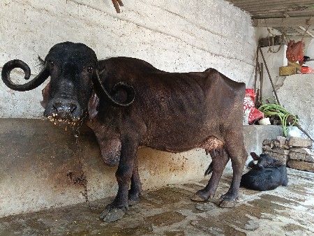 ભેંસ વેચવાની છે તાજિ વિયાનેલ 25દિનિ