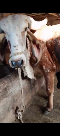હોડકી કાબરી