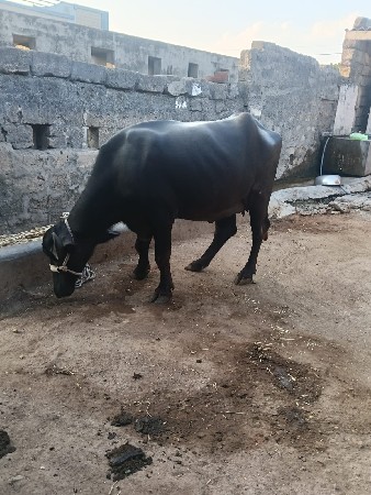 પેલું વેતર ખડેલી વેચવાની છે