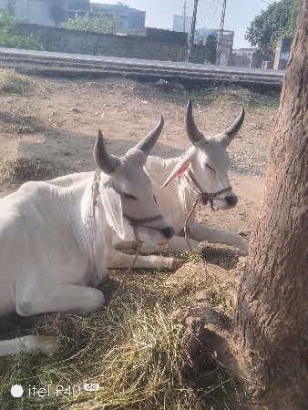 કેશોદ જુનાગઢ જુનાગઢ કેશોદ