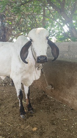 વાછડી વેચવાની છે