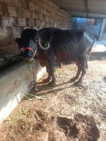 ભેંસ વેચવાની છે