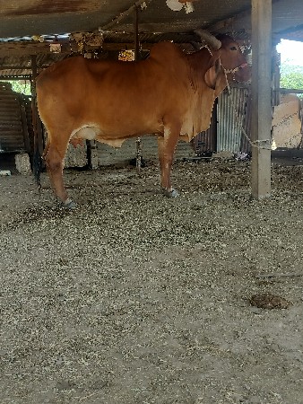 ગિર ગાય દેવાનિછે