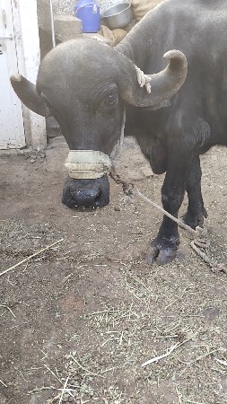 ભેંસ વેચવાની છે