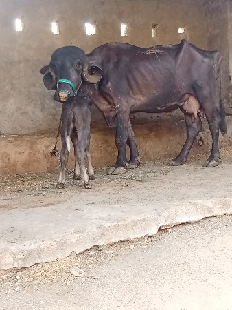 ખડીલુ વેચવાનુ છે ડોપલી