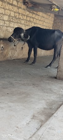 ખડેલી વેચવાની છે