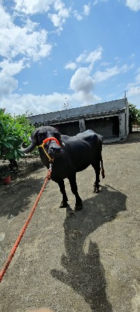 ખડેલી સાટા મા‌‌ વસેરી કે ઘોડી હાલે