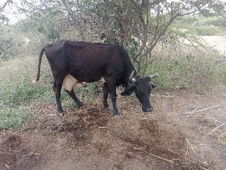 વેચવાની છે