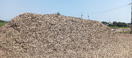 mandvi no Palo vechav 6