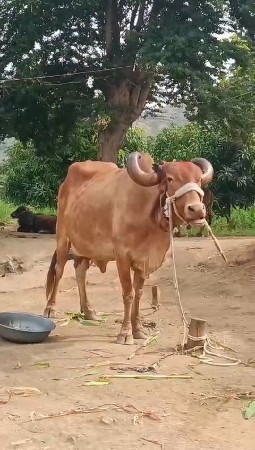 સુવર્ણ કપીલા