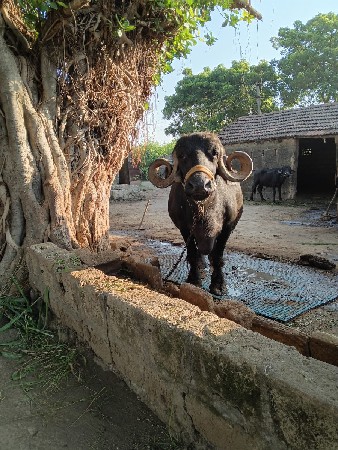 ભેંસ વેચવાની છે