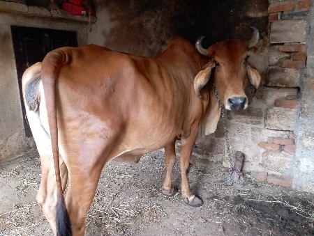 ગાય વેચવાની છે