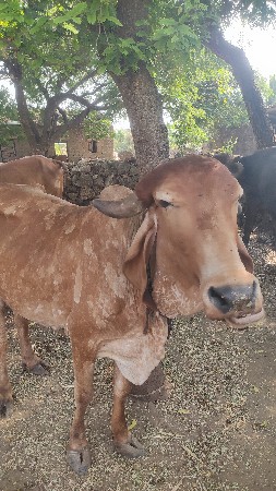 ગાય